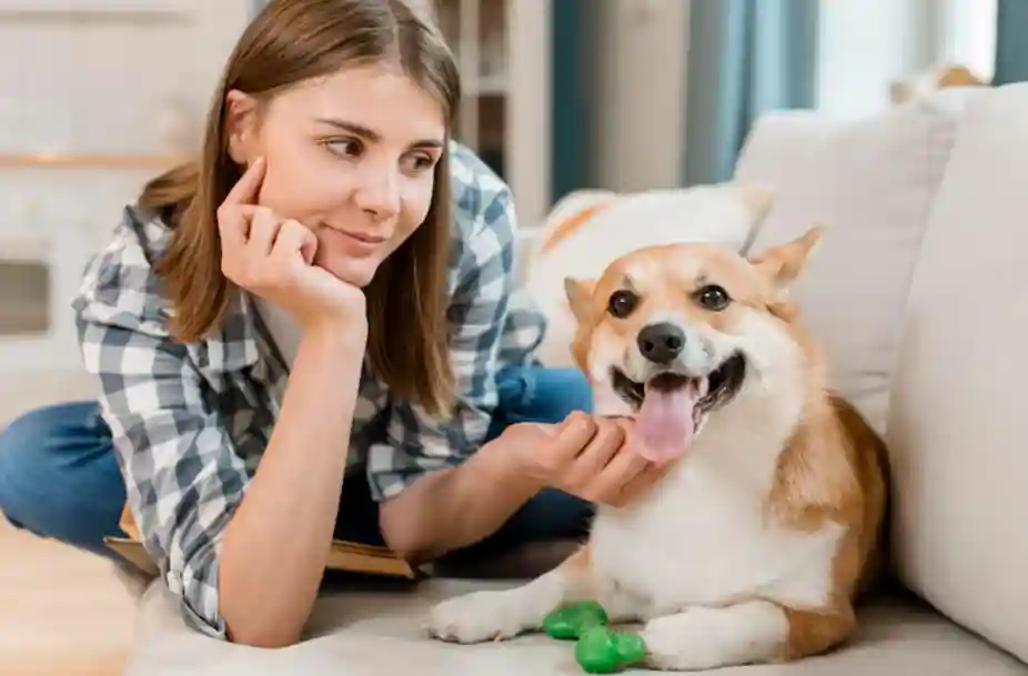 dental care for dogs at home